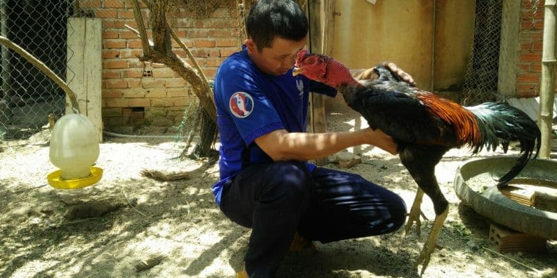 Cách Chăm Sóc Gà Đá Khỏe Mạnh, Săn Chắc Và Đúng Kỹ Thuật