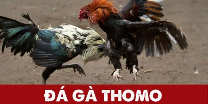 Tổng quan về sân chơi chọi gà Thomo kịch tính