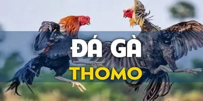 Quy định trong chọi gà Thomo mọi người nên nắm